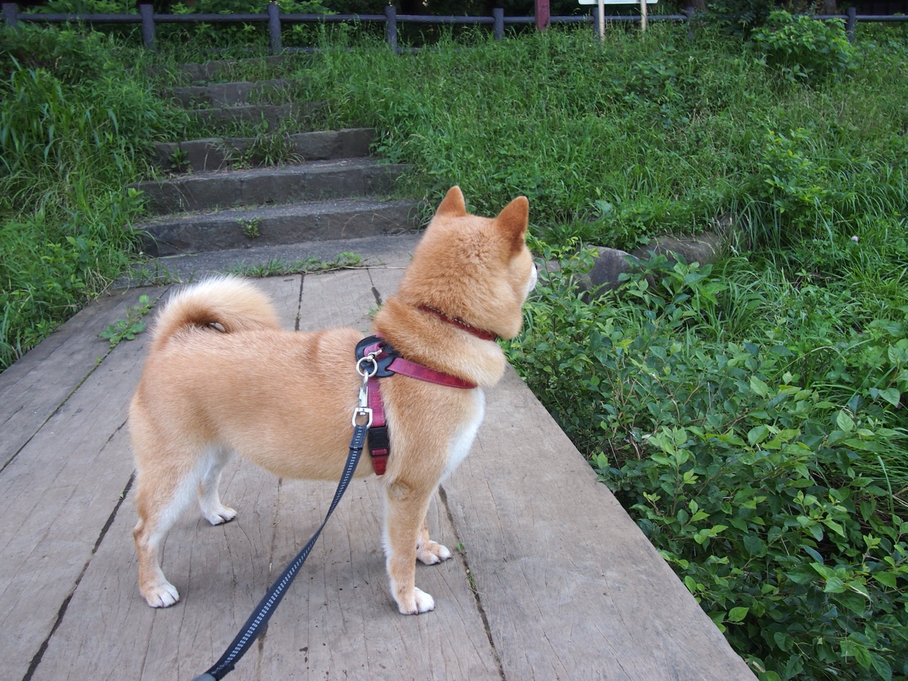 铁闸与火焰，阿什拉夫燃爆圣马梅斯之夜