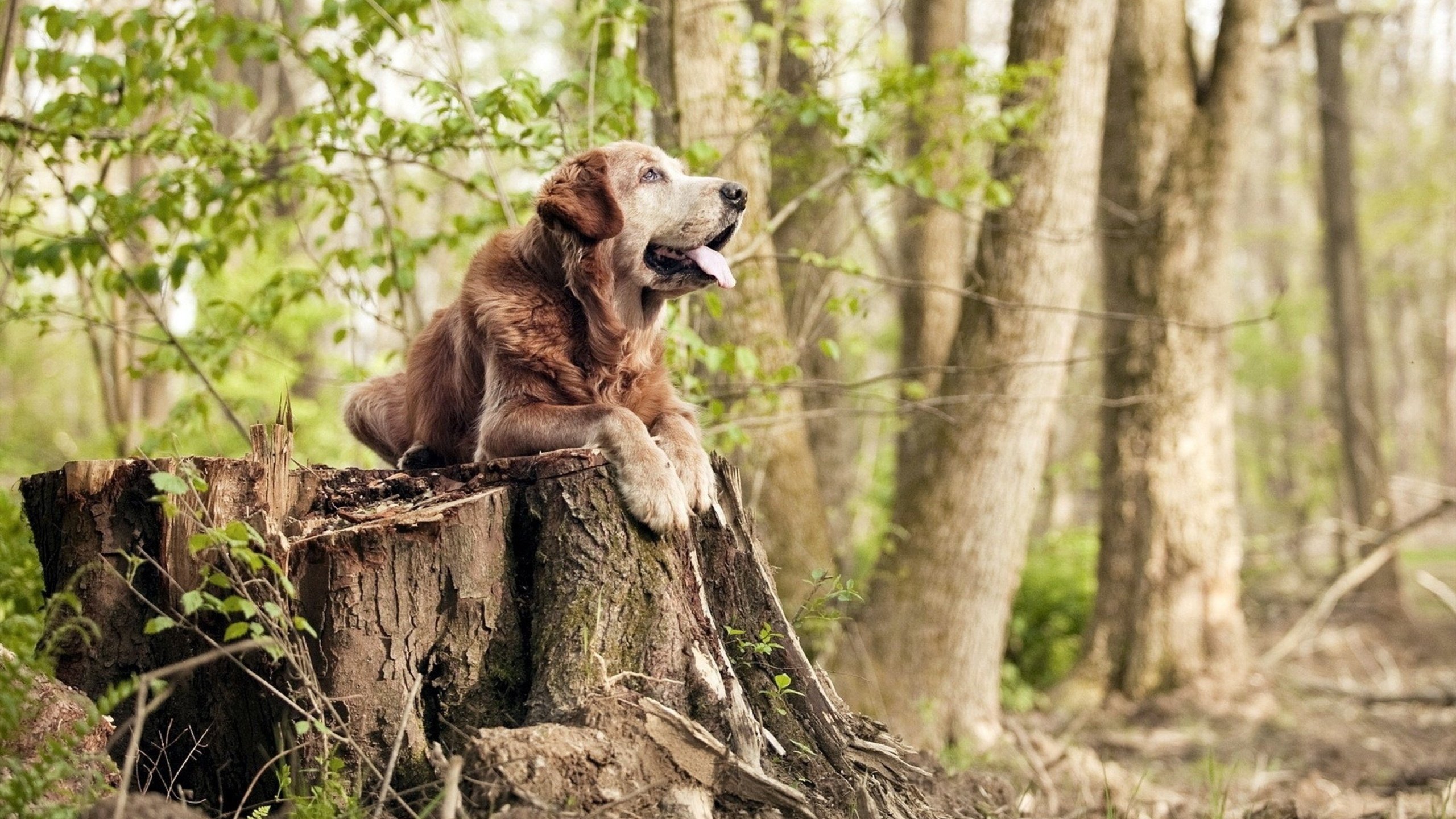 当孤勇者遭遇闪电战，阿尔瓦雷斯的个人英雄主义与喀麦隆的集体逆袭风暴