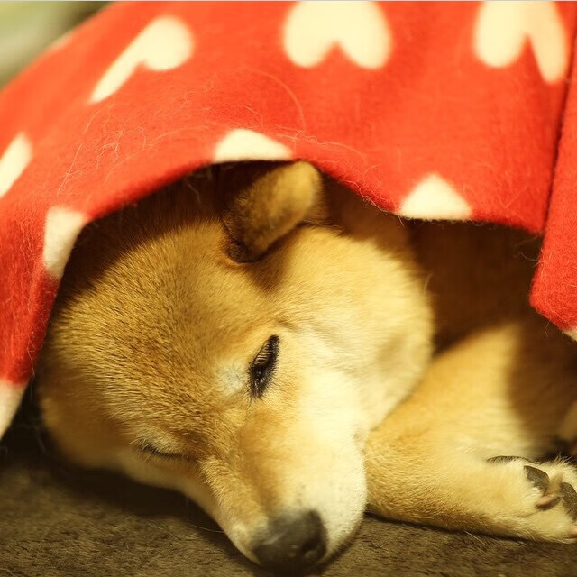 飞翔的煤油灯，当杰伦格林在篮球城点燃黑色翅膀