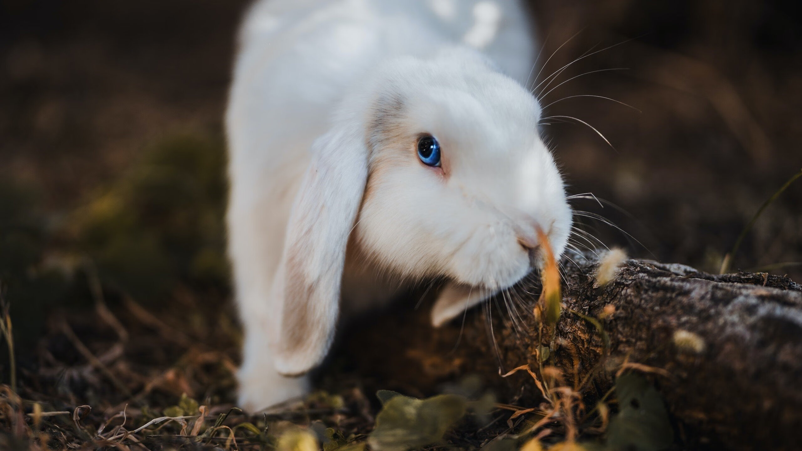 虚构球星恩比德数据爆炸，湖人击败步行者背后的真实启示