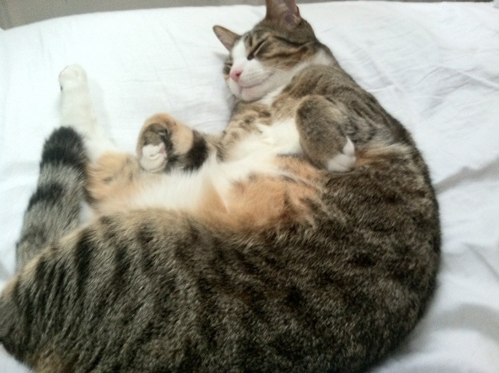 传奇夜晚，篮网读秒绝杀辽宁队，马克西加冕关键先生