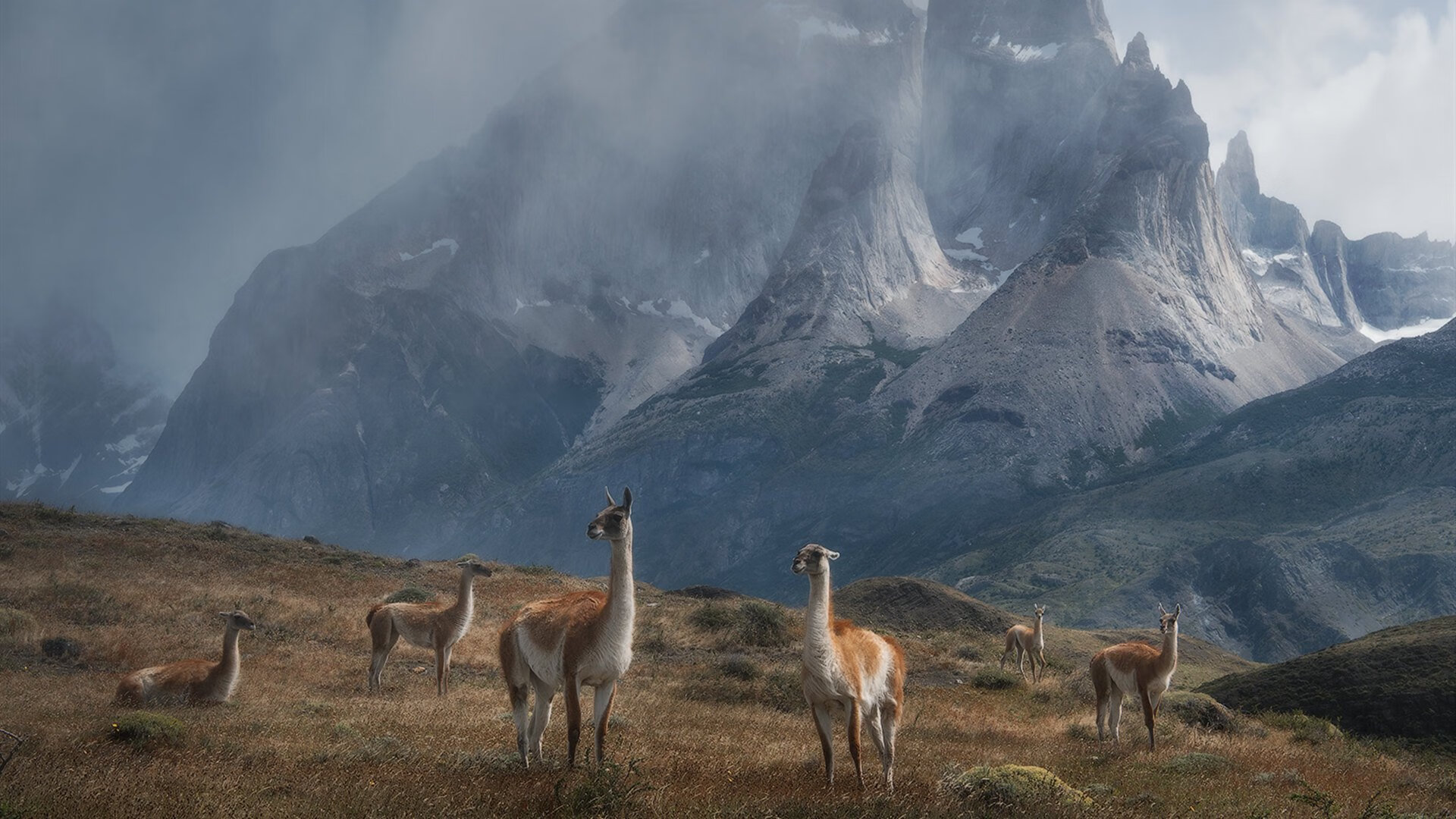 冷门风暴！突尼斯带走波兰，布雷默奥运生死战上演降维打击