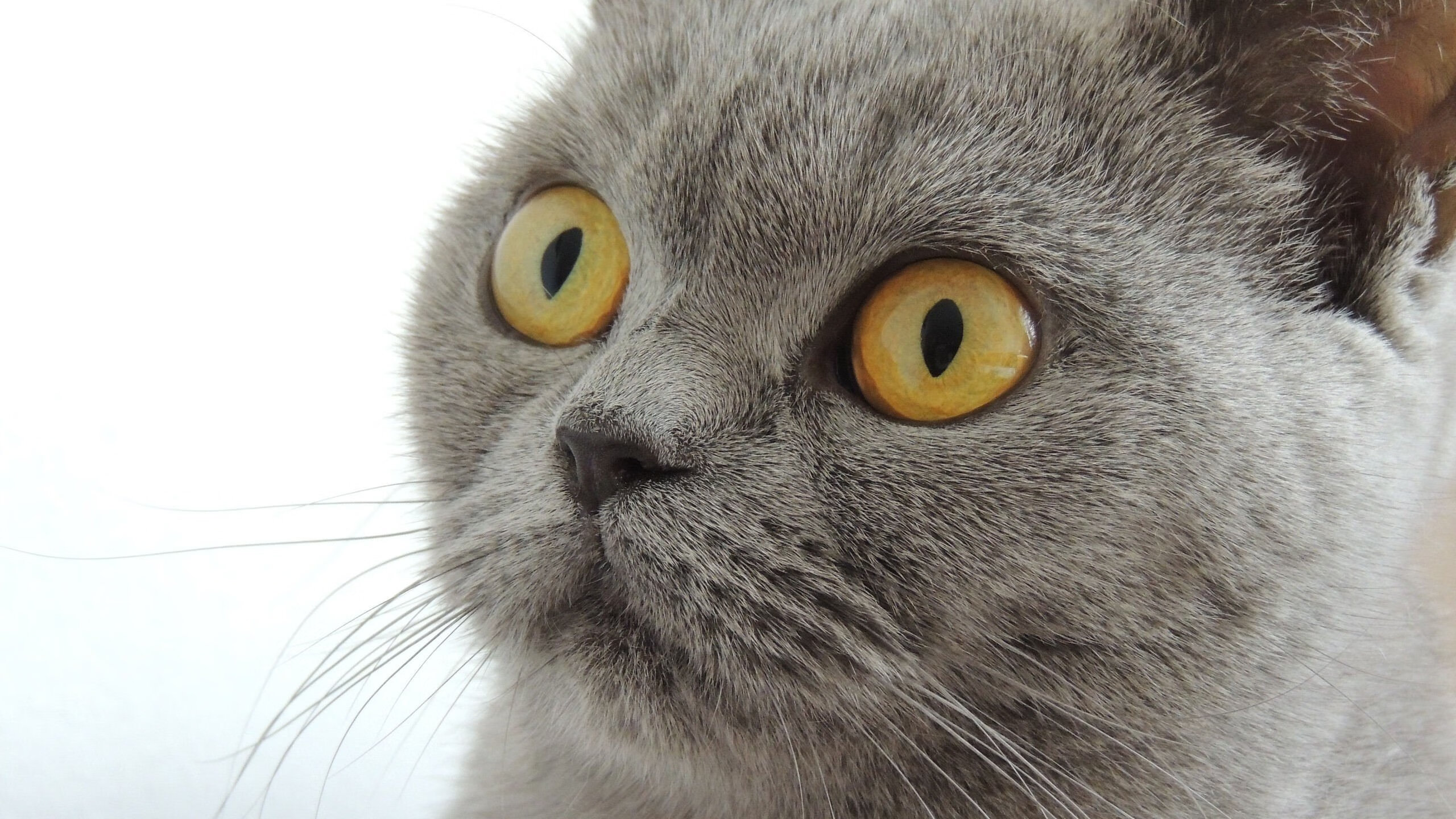 双幕剧，多特欧冠遗迹前的冲冠，利拉德法则下的窒息时间