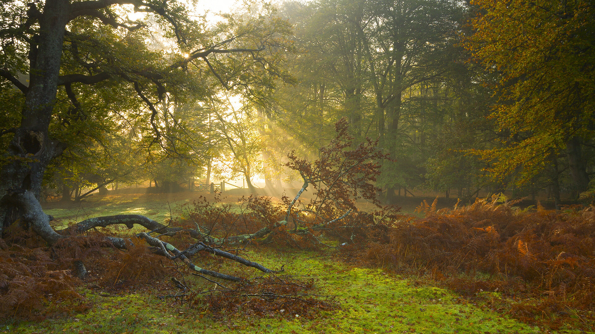 东契奇进攻端如入无人之境！爵士队大胜北京队，跨界对决成个人秀
