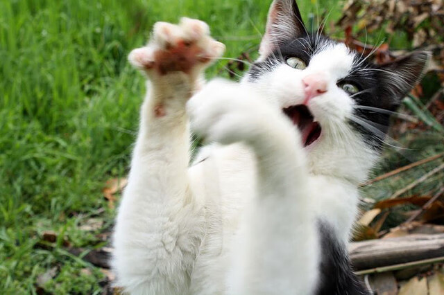 当约基奇的影子笼罩球场，雷霆以丹佛节奏驯服步行者