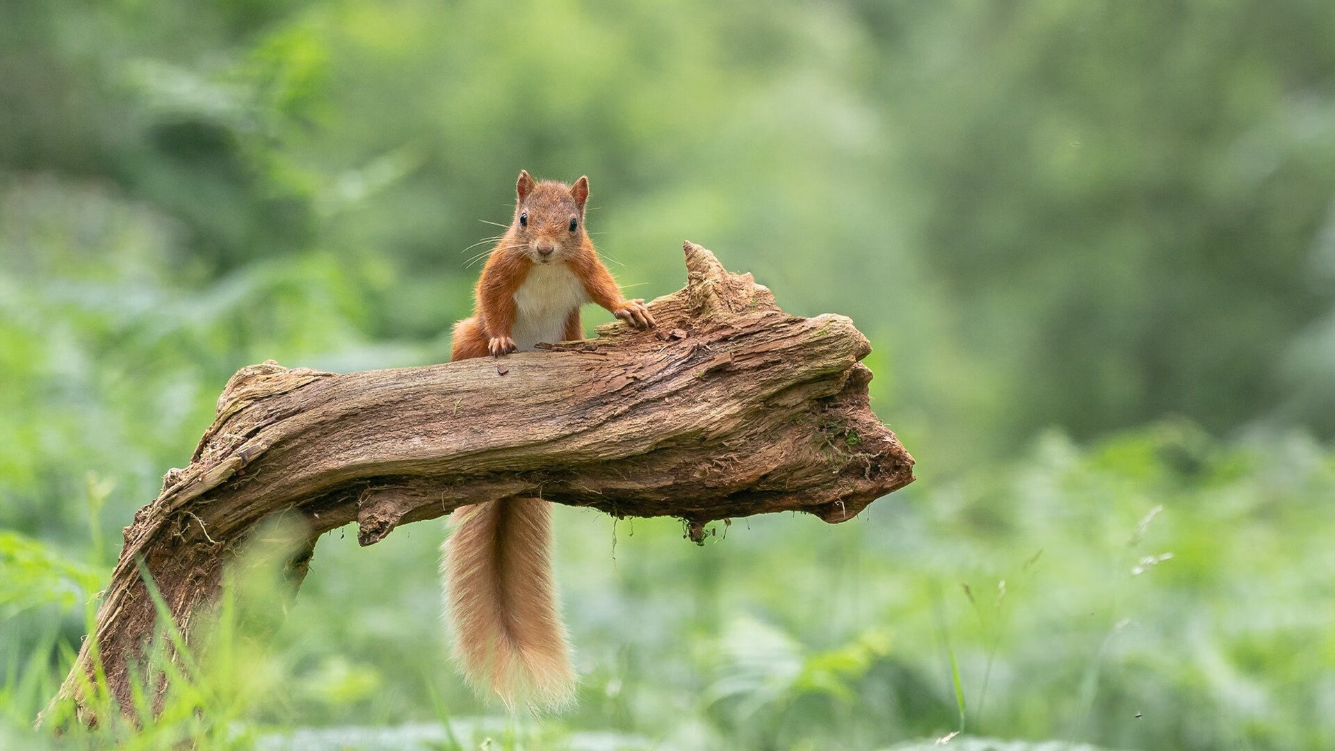 跨界风暴，玻利维亚足球奇迹震撼马竞，内马尔飙车F1揭幕战颠覆体育界