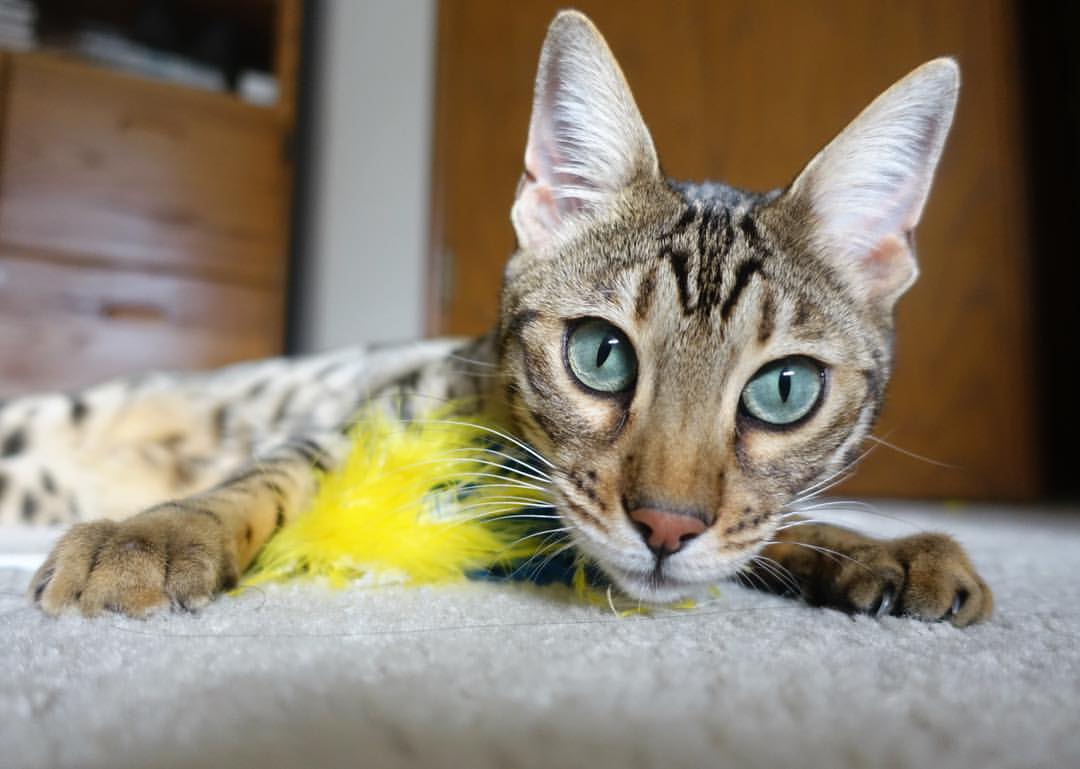 友谊赛变友尽赛?皮克诡异滑倒,皇家社会对阵智利一役提前失去悬念