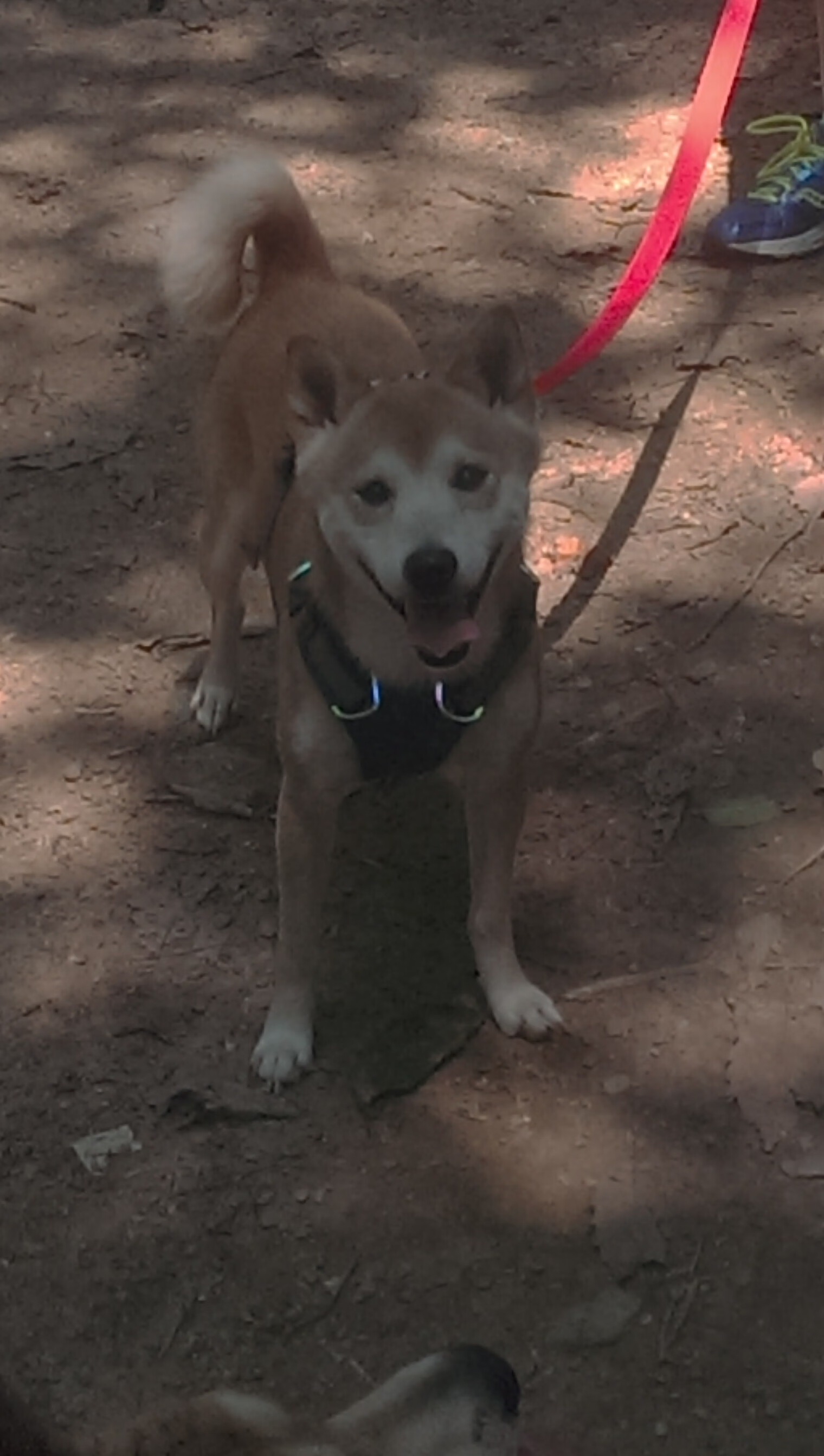 非洲雄狮怒吼威斯特法伦，喀麦隆友谊赛爆冷淘汰多特蒙德，努涅斯扮演终极奇兵