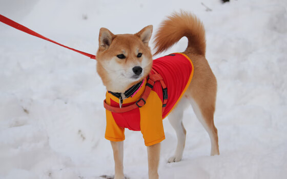 跨界爆发，维尼修斯绿茵独舞与美国男篮毕尔巴鄂统治力