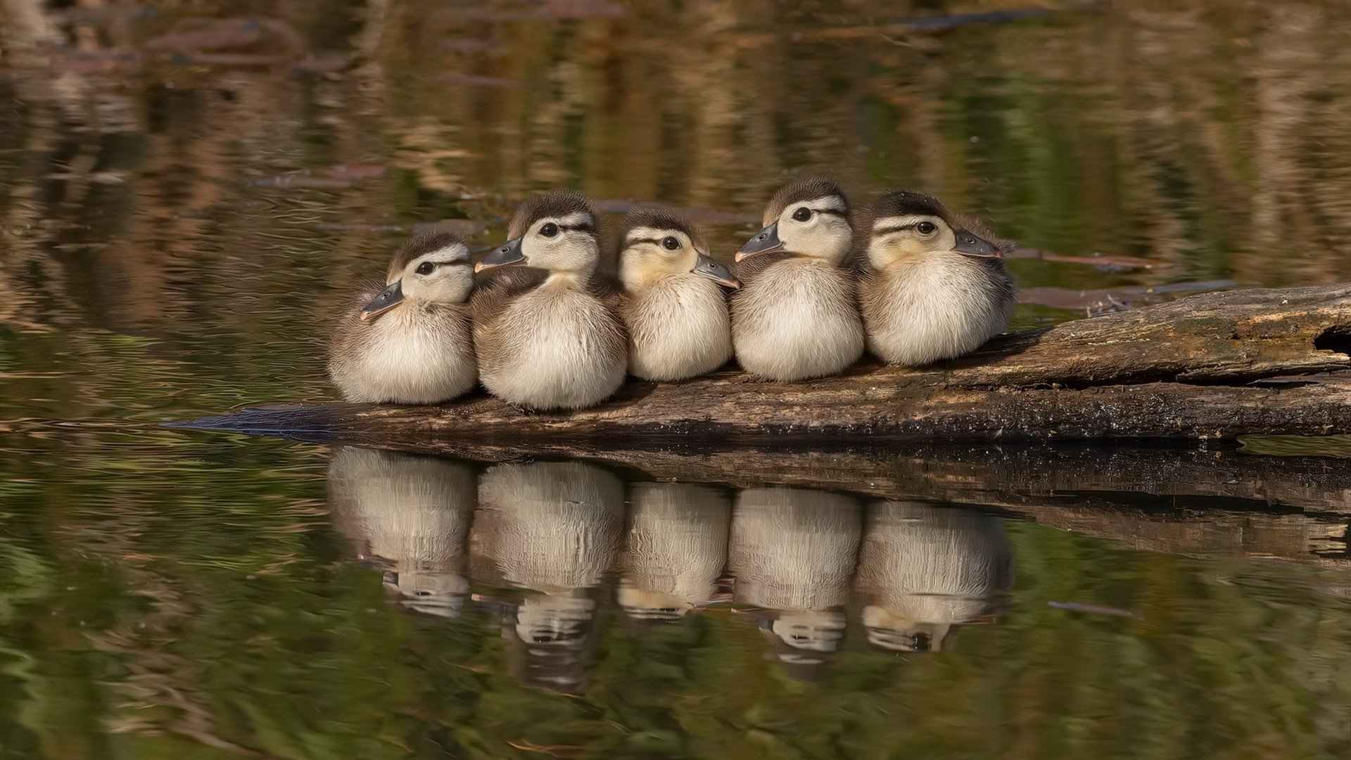 北欧海盗与中欧战车的终极碰撞,巴雷拉刺穿黑夜,奥地利绝杀瑞典创G组经典