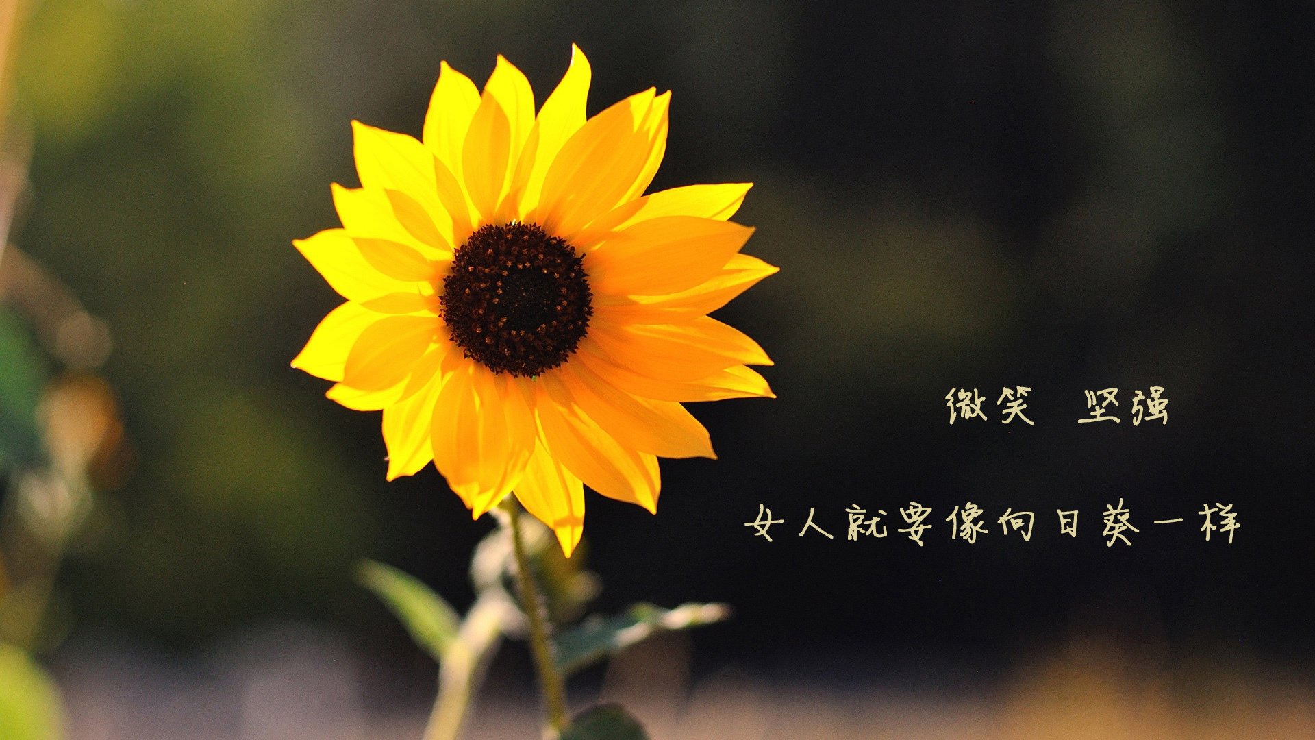 2026世界杯G组，吉鲁法甲老妖逆天改命，德意志战车临场变奏碾碎突尼斯幻梦